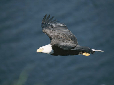 An American Bald Eagle, Haliaeetus Leucocephalus, in Flight