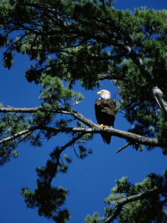 American Bald Eagle Perched in an Eastern White Pine Tree