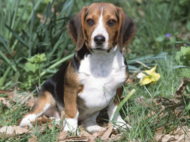 Beagle Dog Portrait